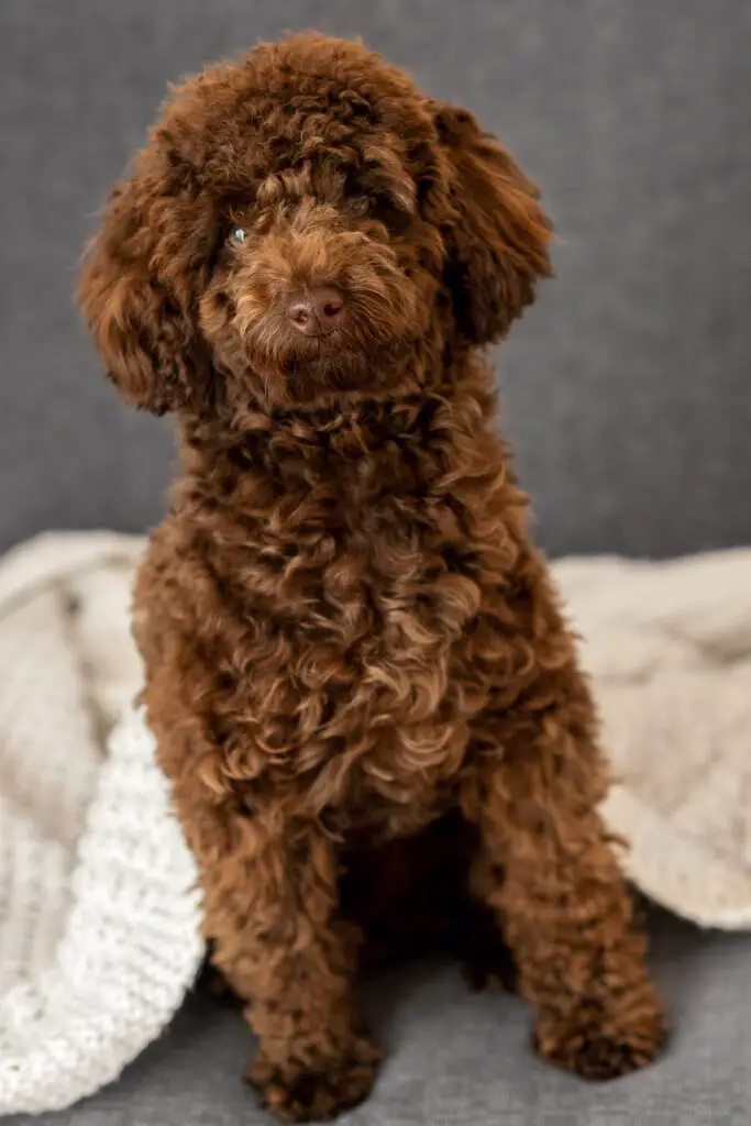 Beautiful Brown Poodle Puppy