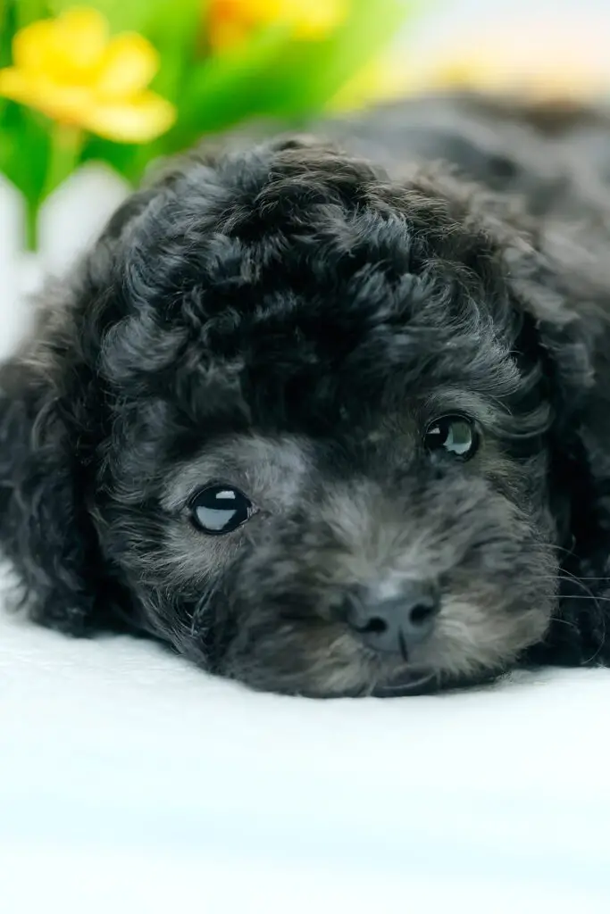 Black Baby poodle