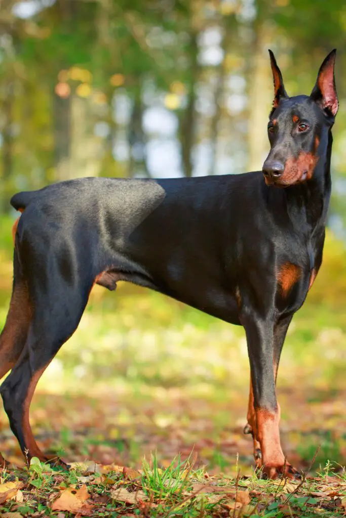 Black Doberman