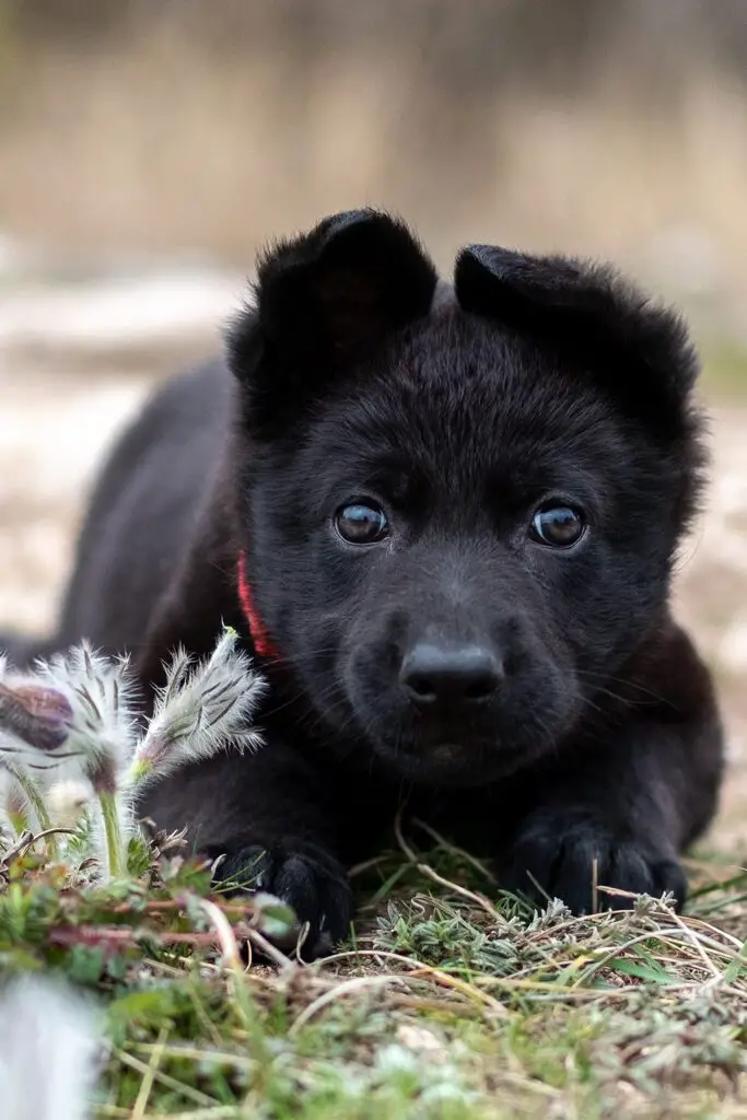 Black German Shepherd Puppy 1