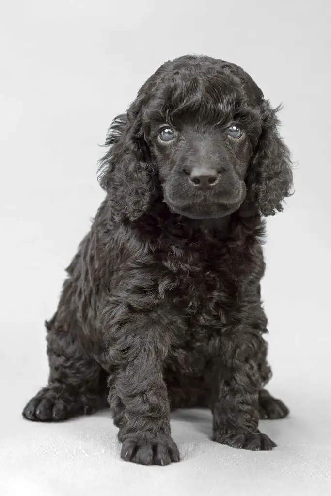 Black Mini Poodle Puppy