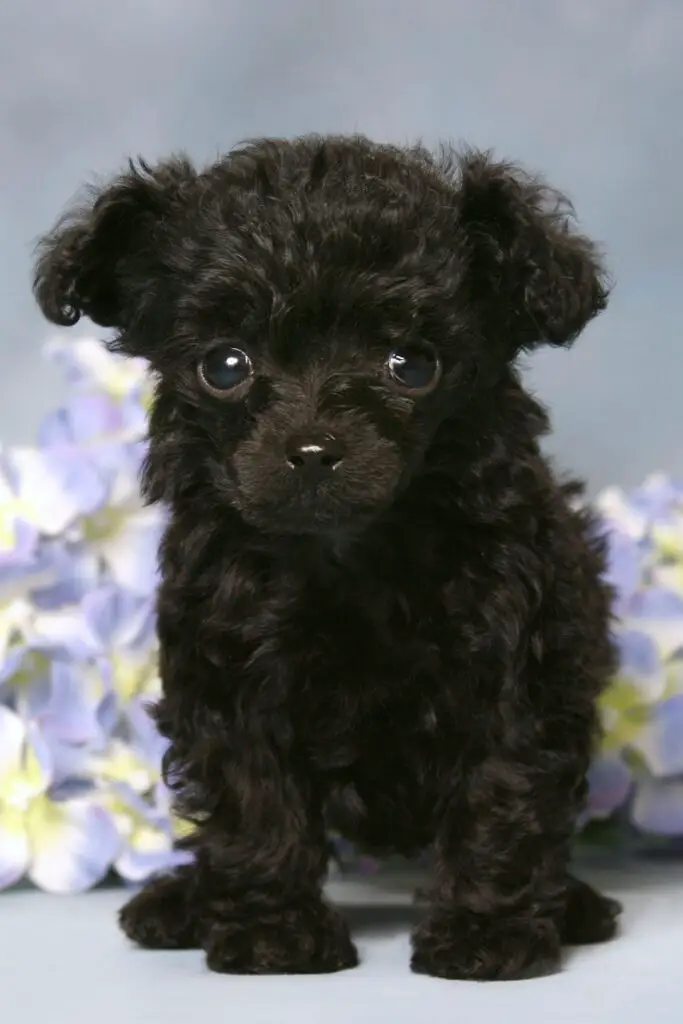 Black Poodle Puppy