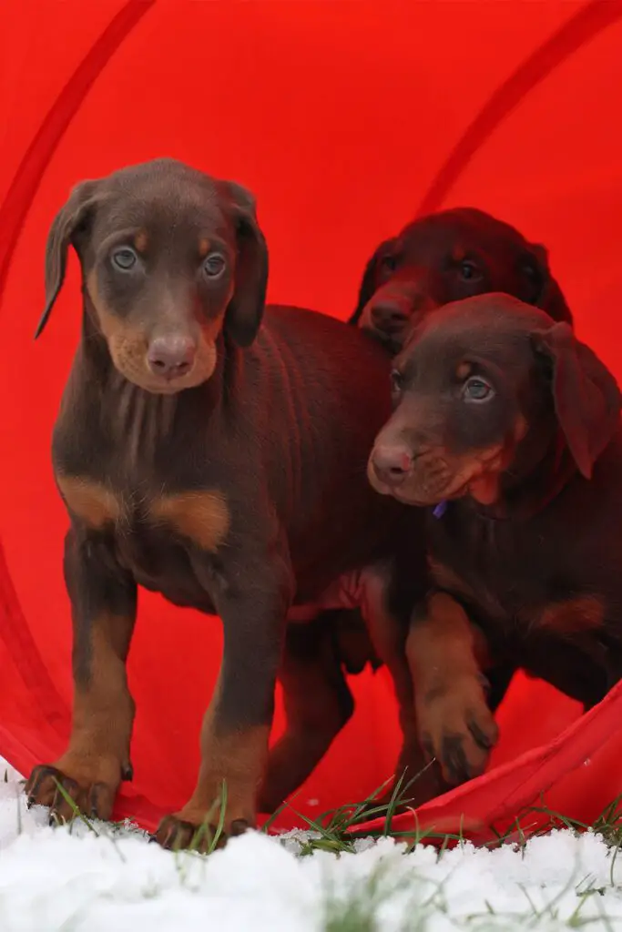 Brown Doberman