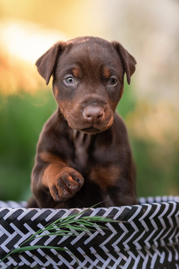 Brown Doberman Pup