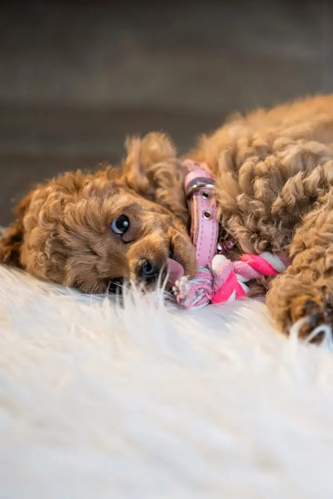 Brown Poodle Puppy