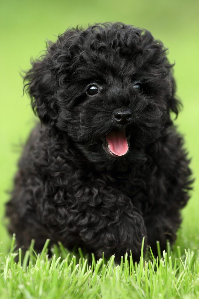 Cute Black Poodle Pup