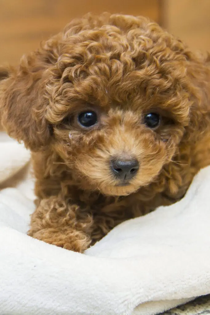 Cute Brown Poodle Puppy