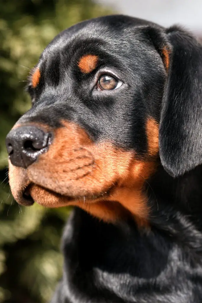 Cute Doberman