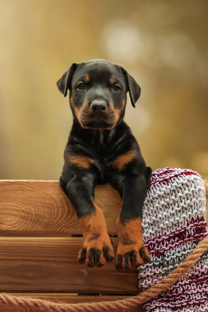 Cute Doberman Pinscher Puppy