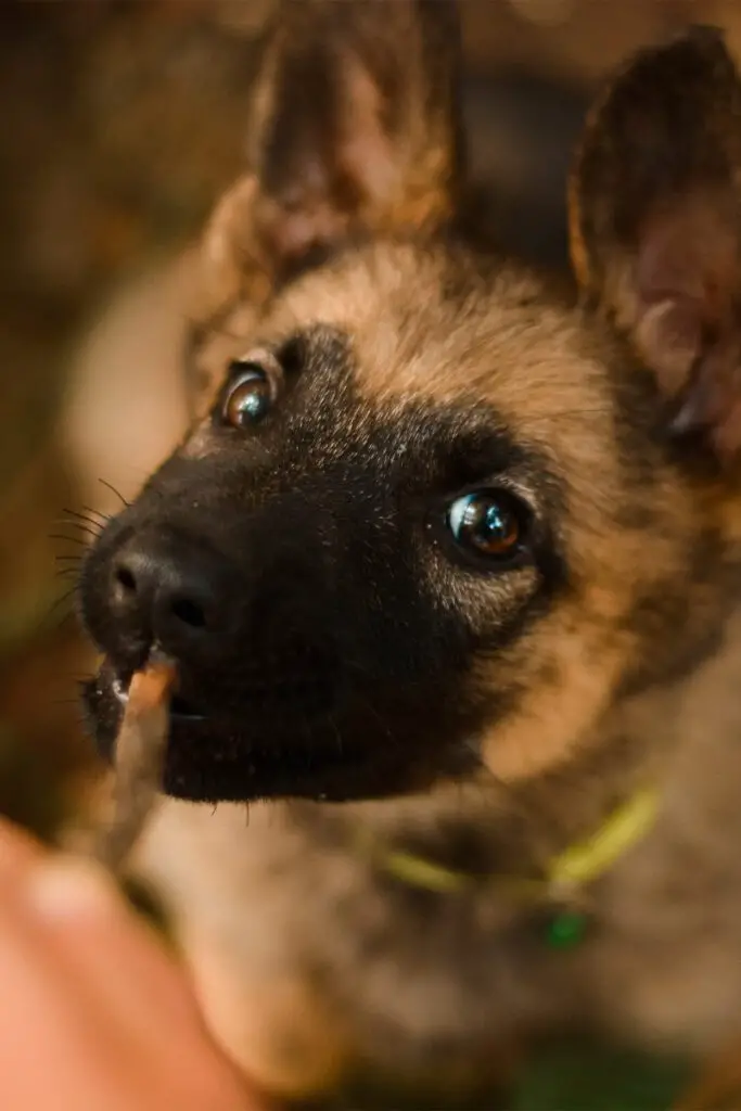 Cute German Shepherd Pup