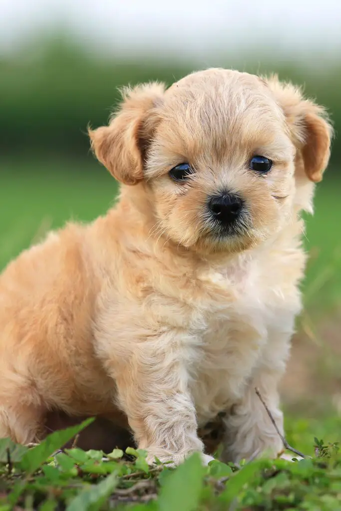 Cute Poodle Puppies