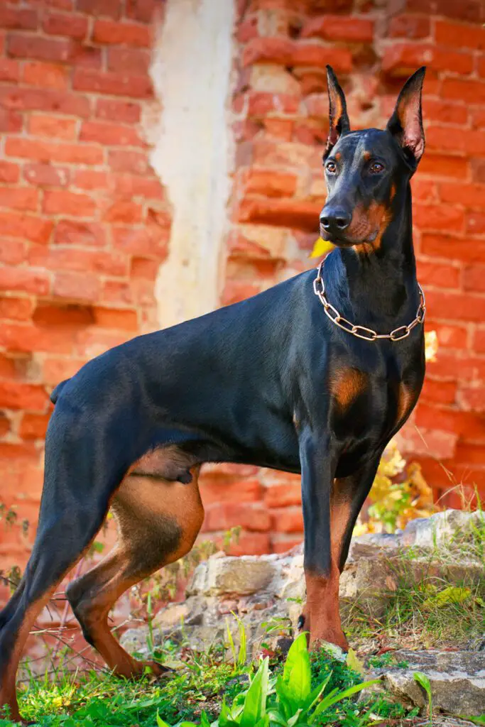 Doberman Aesthetic