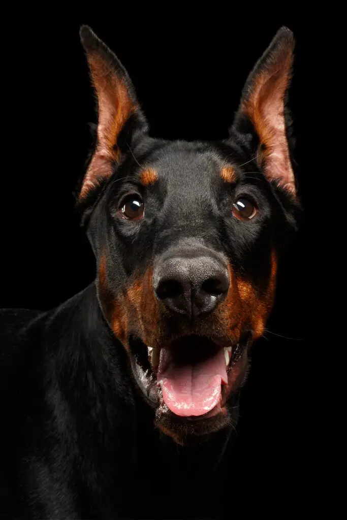 Doberman Aesthetic Dark