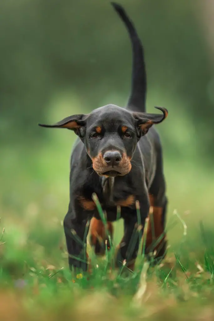 Doberman Colors