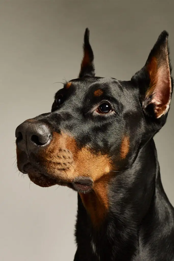 Doberman Dogs