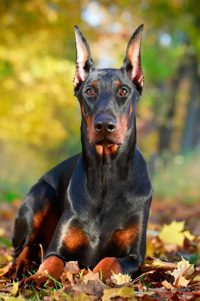 Doberman Pinscher