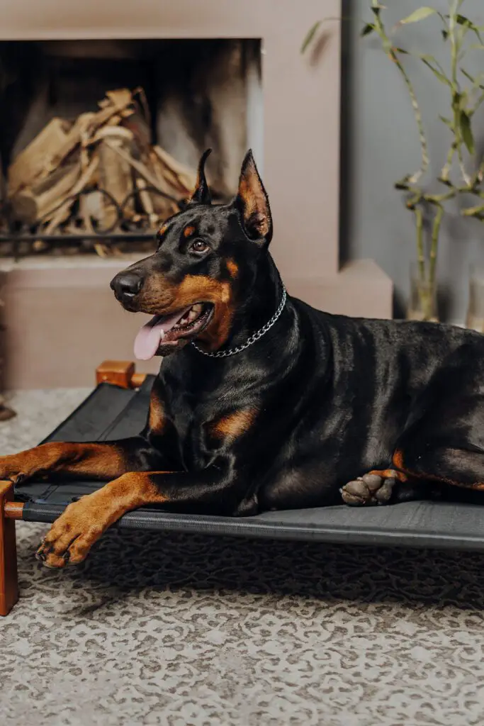 Doberman Pinscher Aesthetic