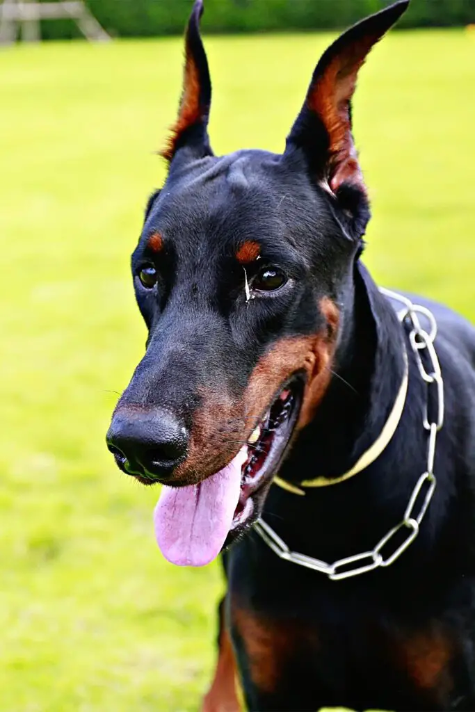 Doberman Pinscher Funny