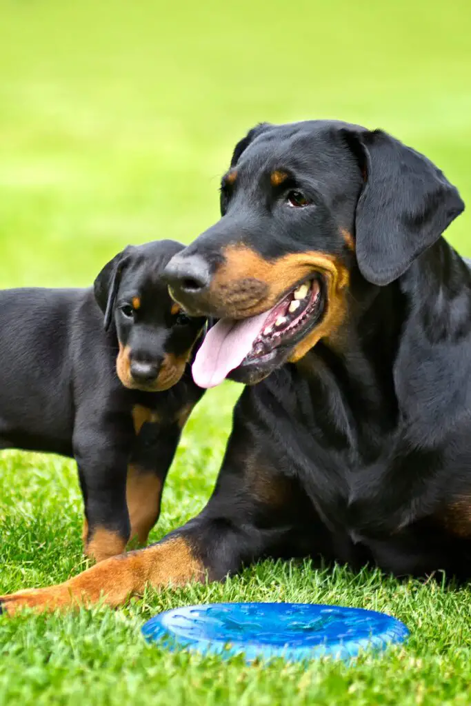 Doberman Pinscher Natural Ears