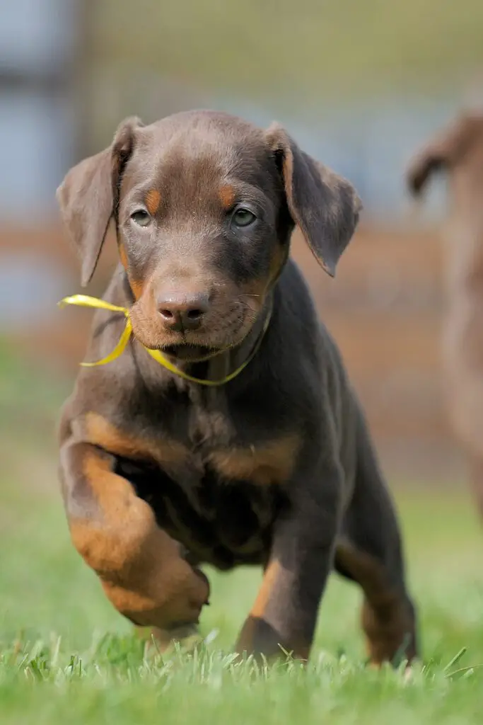 Doberman Pinscher Puppy