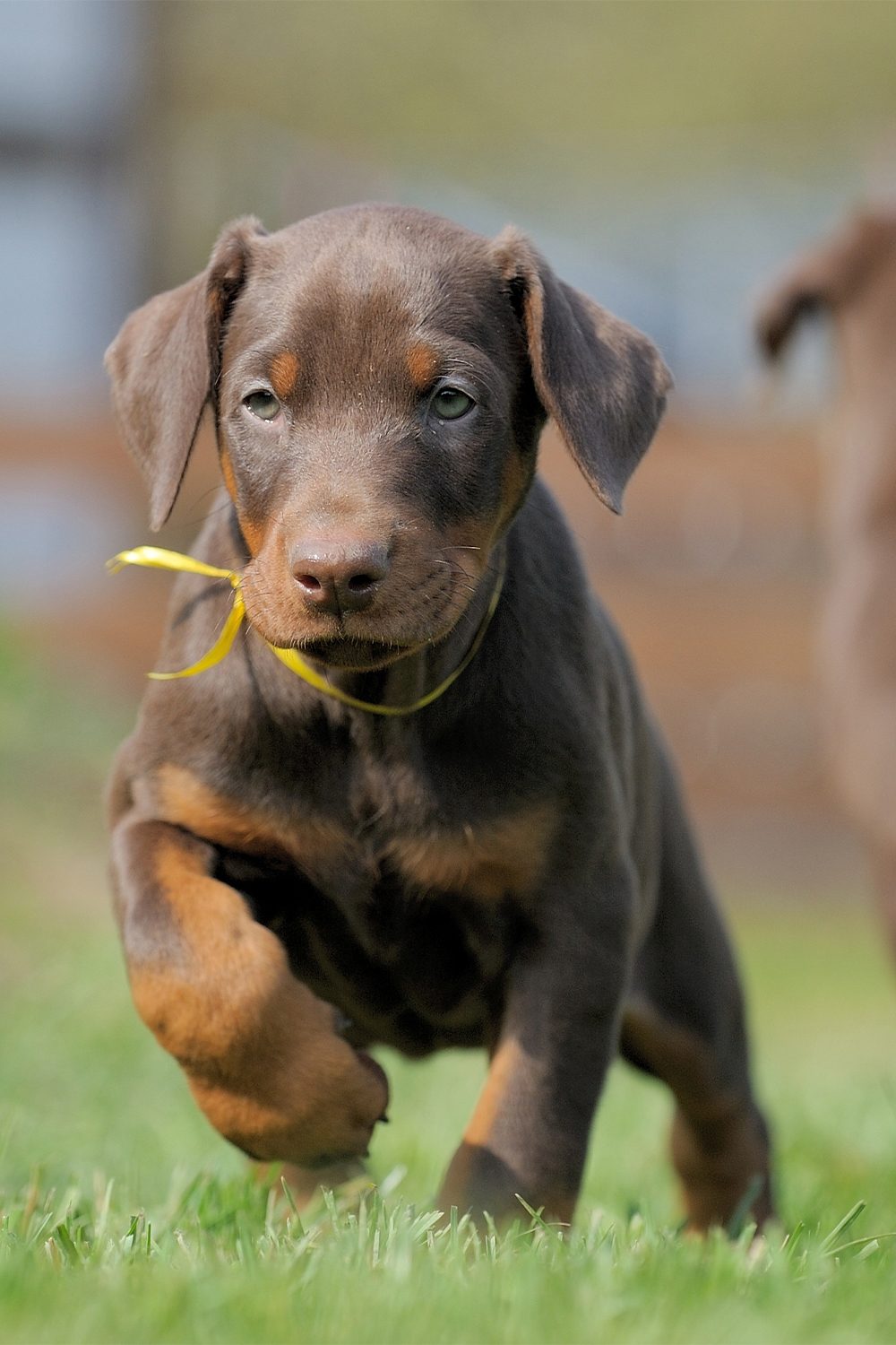 Doberman Pinschers (26 Loyal Dogs) - Talk to Dogs