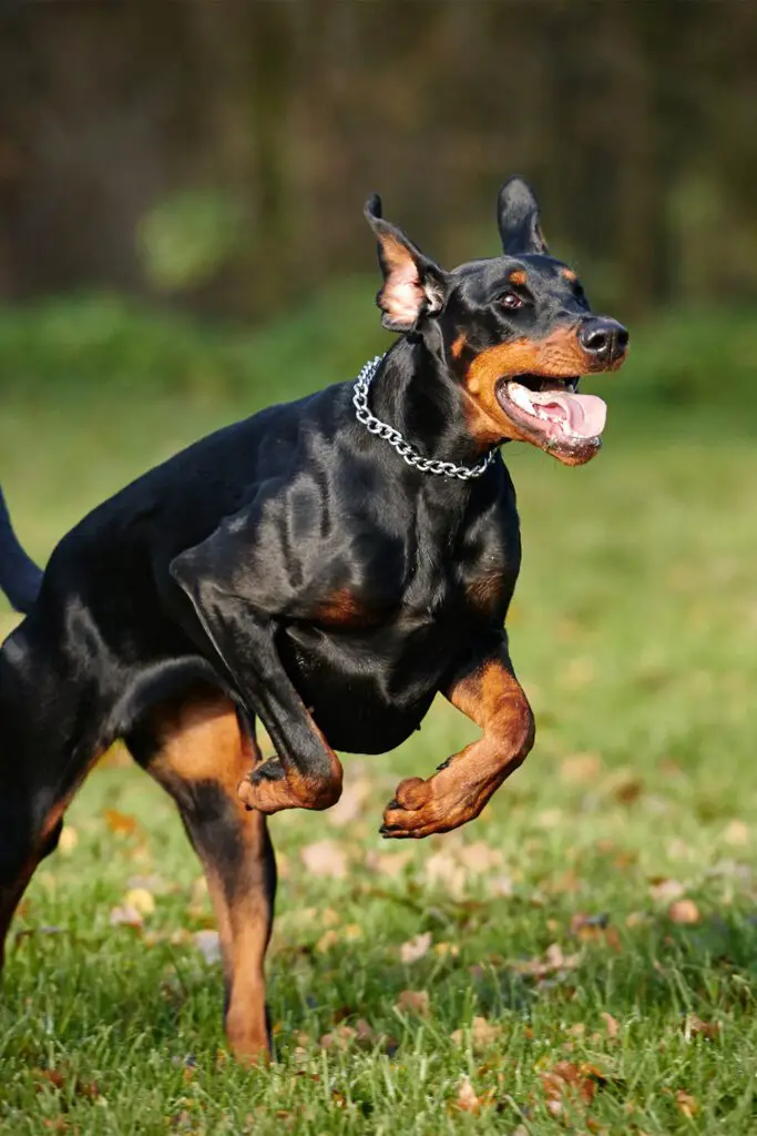 Doberman Pinscher Running