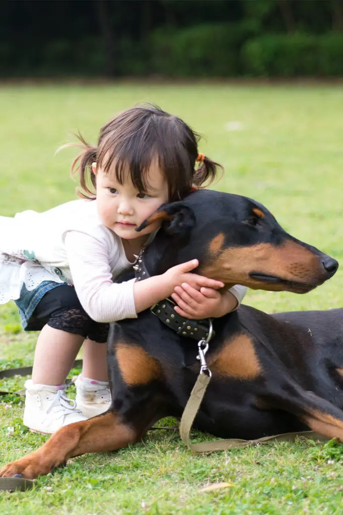 Doberman Pinscher With Child