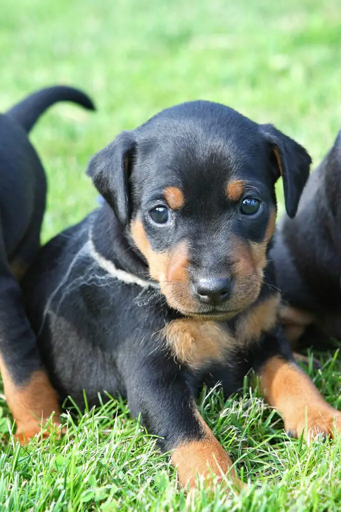 Doberman Puppy