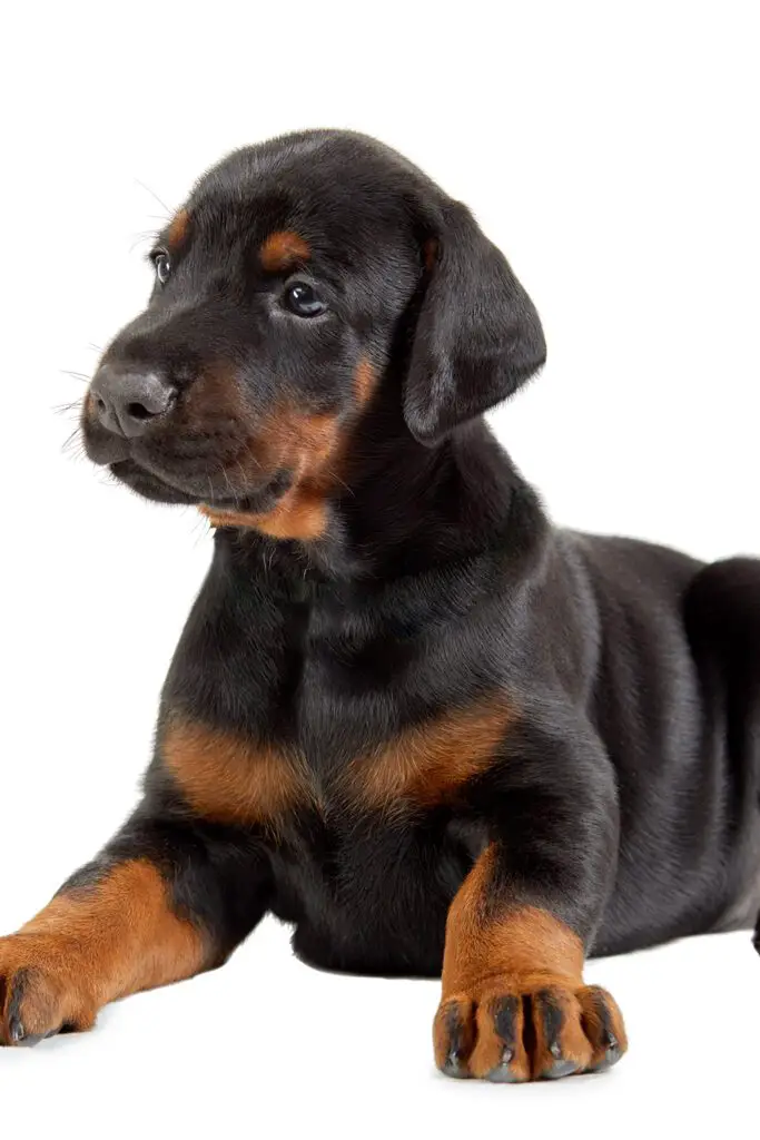 Doberman Puppy Big Paws