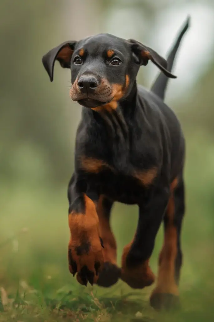 Doberman Puppy Running