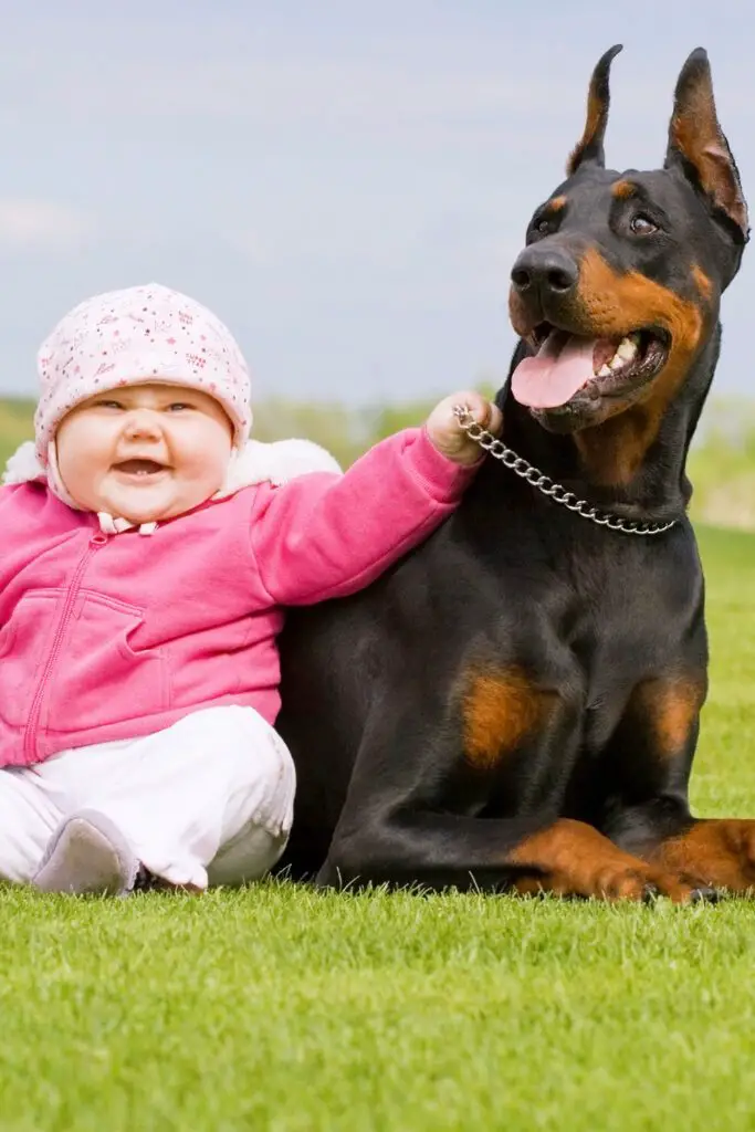 Doberman With Baby