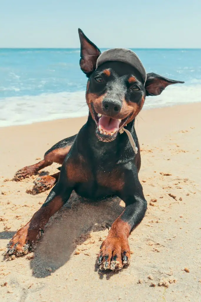 Funny Doberman at the Beach