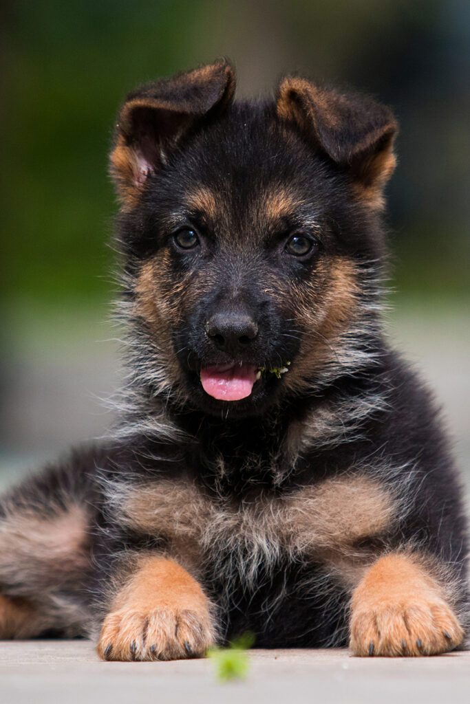German Shepherd Puppies Cutest