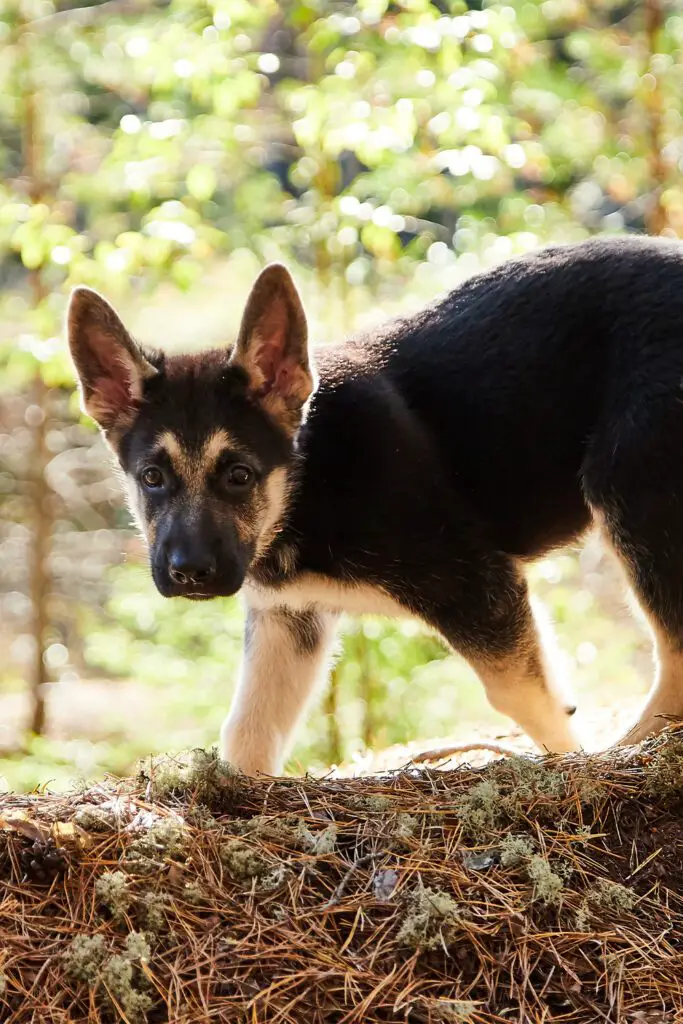 German Shepherd Puppy Exploring