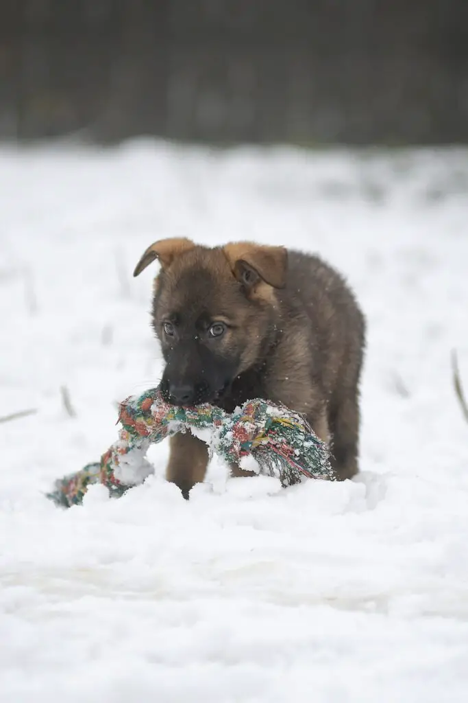 German Shepherd Puppy In The Snow