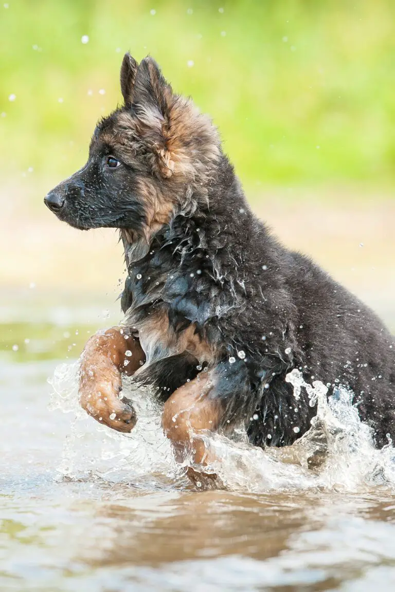 German Shepherd Puppies (25 of the Cutest Pups) - Talk to Dogs