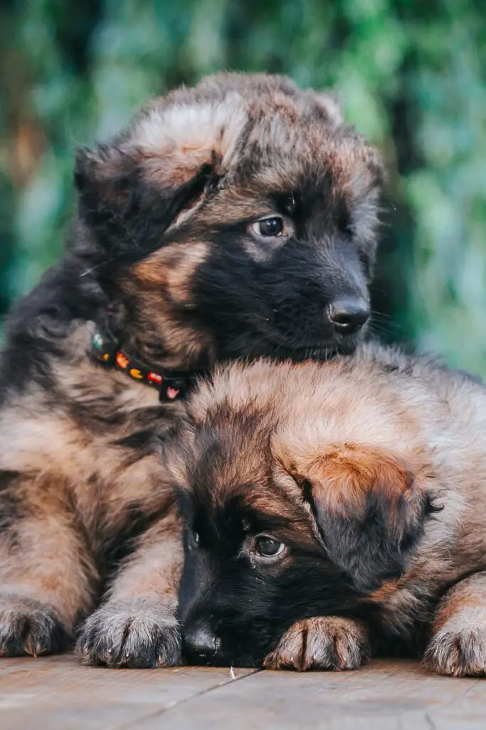 Long Coat German Shepherd Puppy