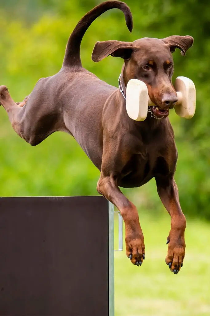 Red Doberman Running