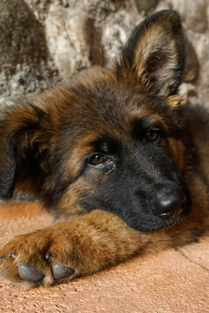 Sleepy German Shepherd Puppy