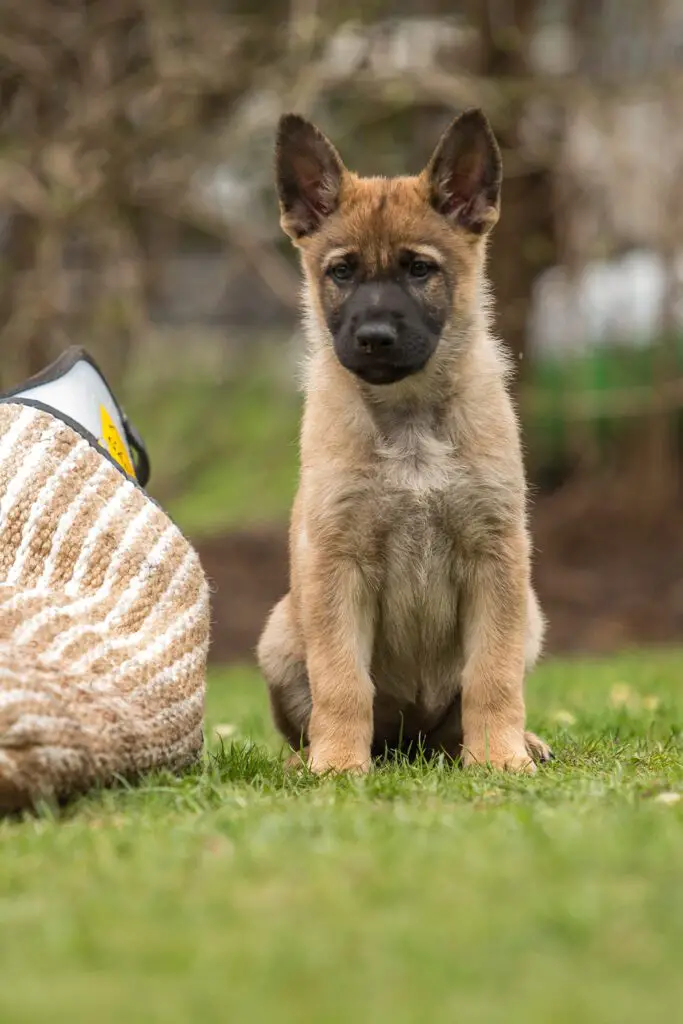 Tan German Shepherd