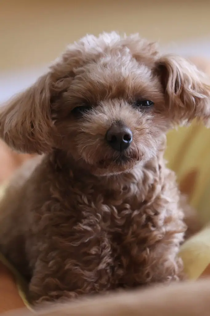 Tine Brown Poodle Puppies