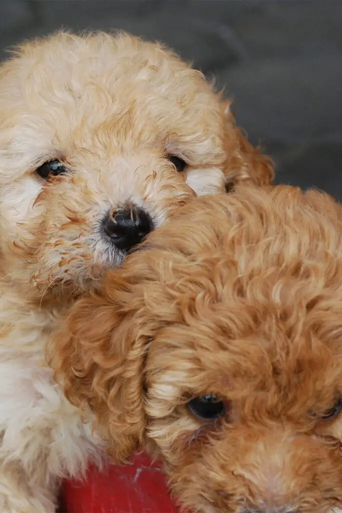 Two Poodle Pups