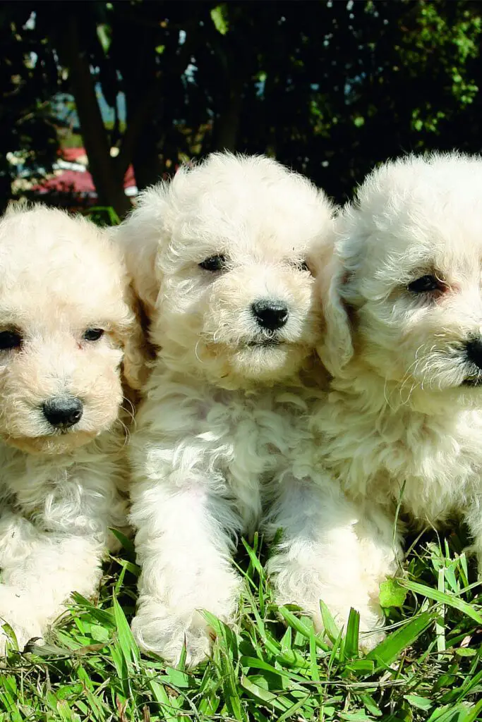 White Poodle Puppies