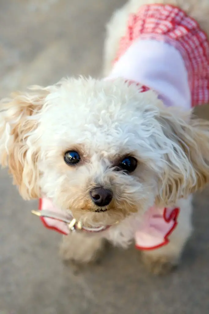 White Poodle Puppy