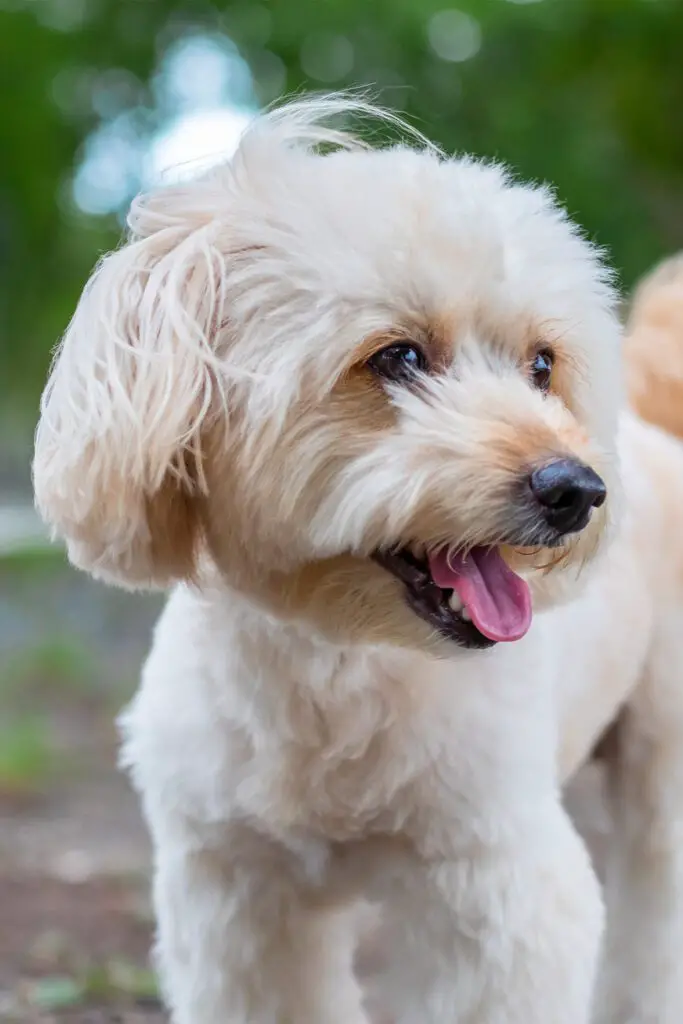 White Poodle Puppy Grooming