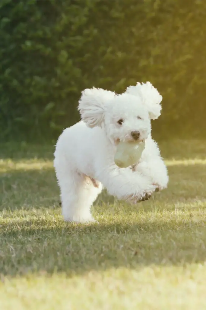 White Poodle puppy Running