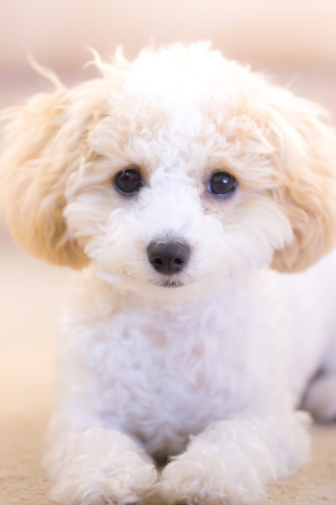 White Tpy poodle