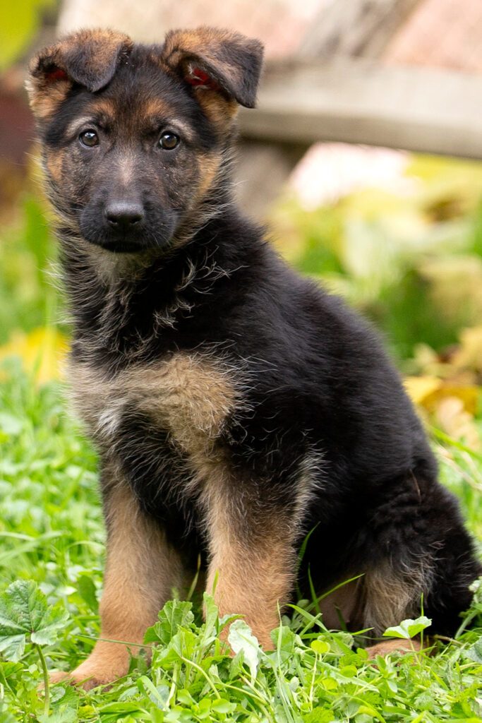 Young German Shepherd Puppy