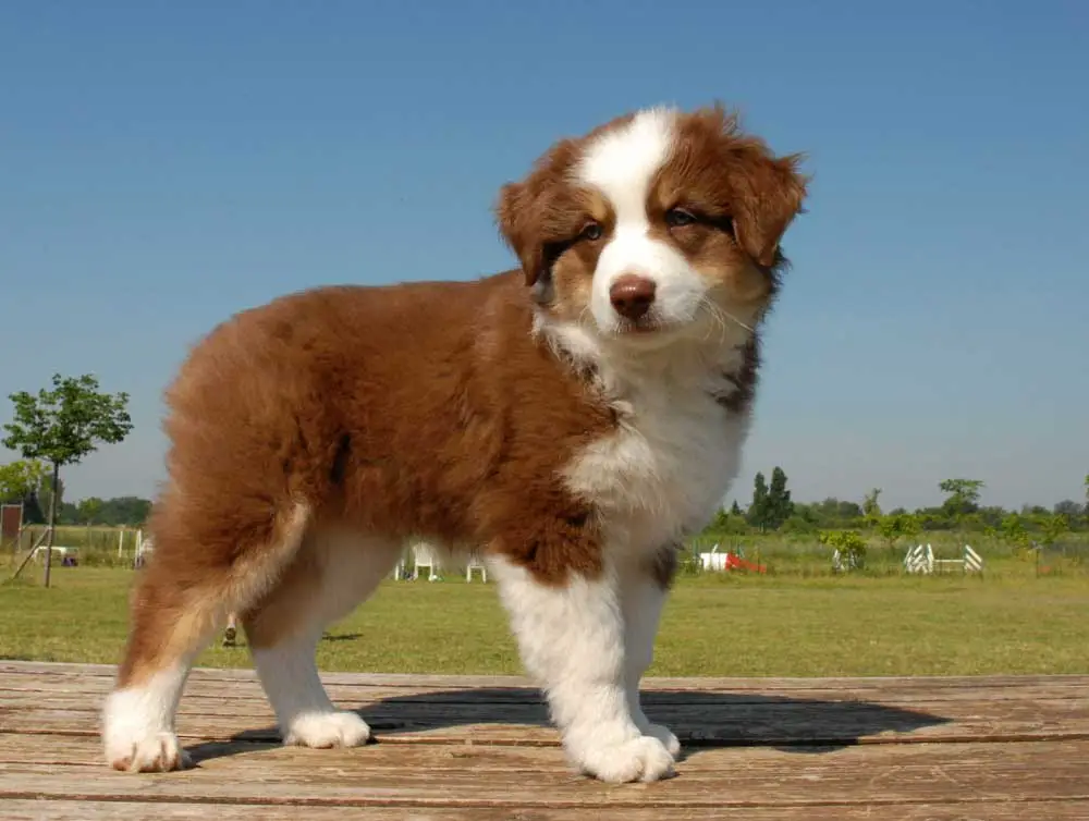 Australian Shepherd Tail Docking