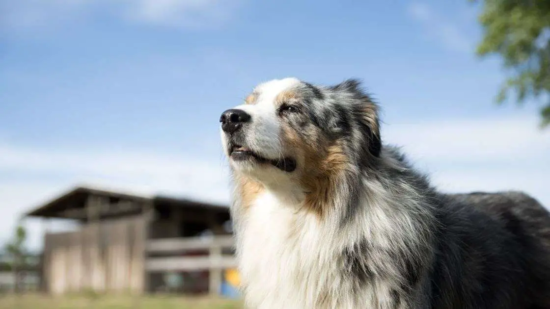 20 Questions About Australian Shepherds - Talk to Dogs